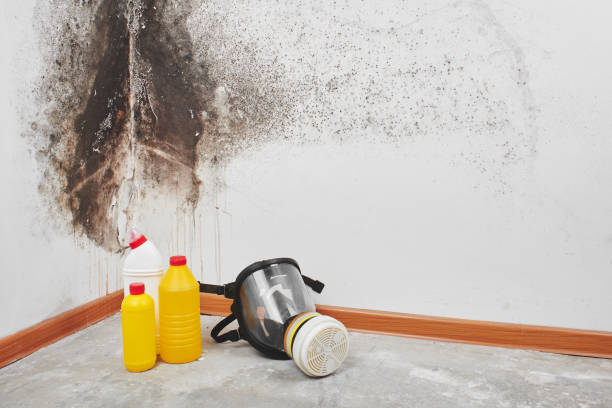 Best White Mold Remediation in Krebs, OK