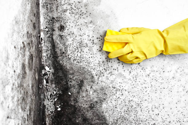 Best Residential Mold Remediation in Krebs, OK