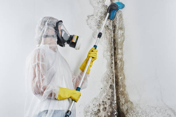Best Attic Mold Remediation in Krebs, OK