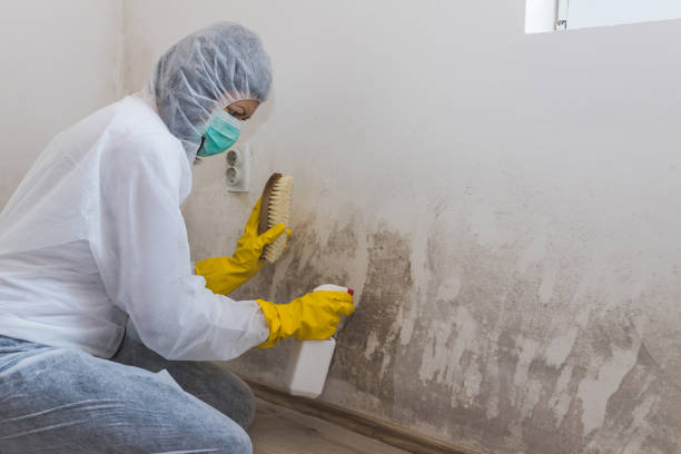 Best Mold Testing and Inspection Services in Krebs, OK