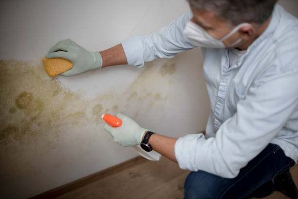Best Mold Remediation for Schools in Krebs, OK