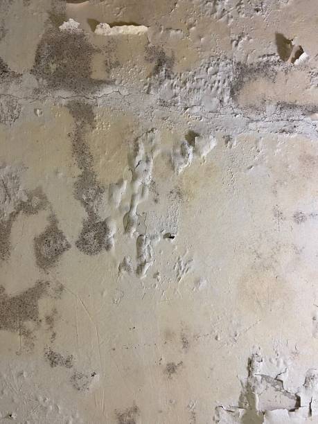 Best Kitchen Mold Remediation in Krebs, OK