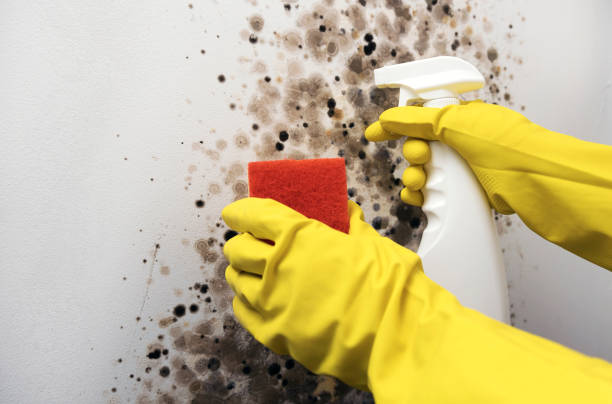 Professional Mold Remediation in Krebs, OK