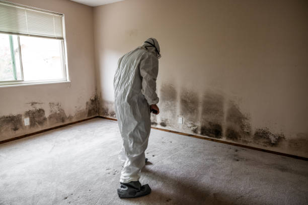 Best Basement Mold Remediation in Krebs, OK