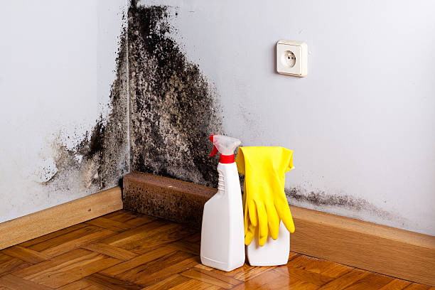 Best Mold Testing and Inspection Services in Krebs, OK