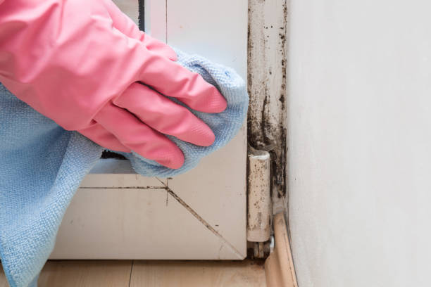  Krebs, OK Mold Removal Pros
